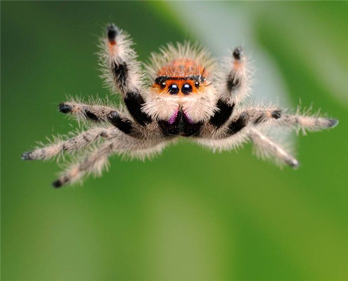 [:nl]Enge spinnen en mooie mannen[:en]Creepy Crawlers and handsome hunks[:]